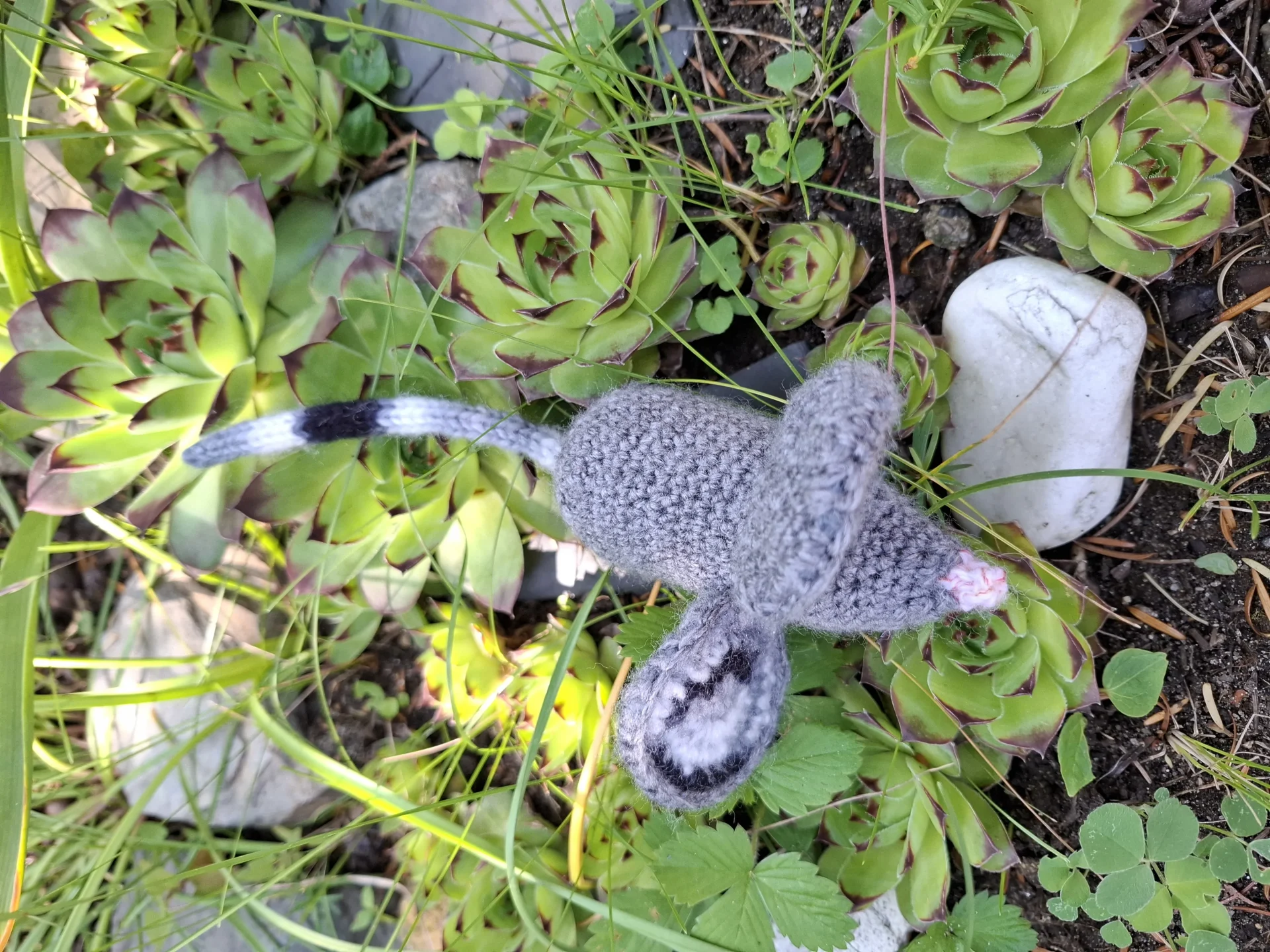 Hačkovaná menšia myš