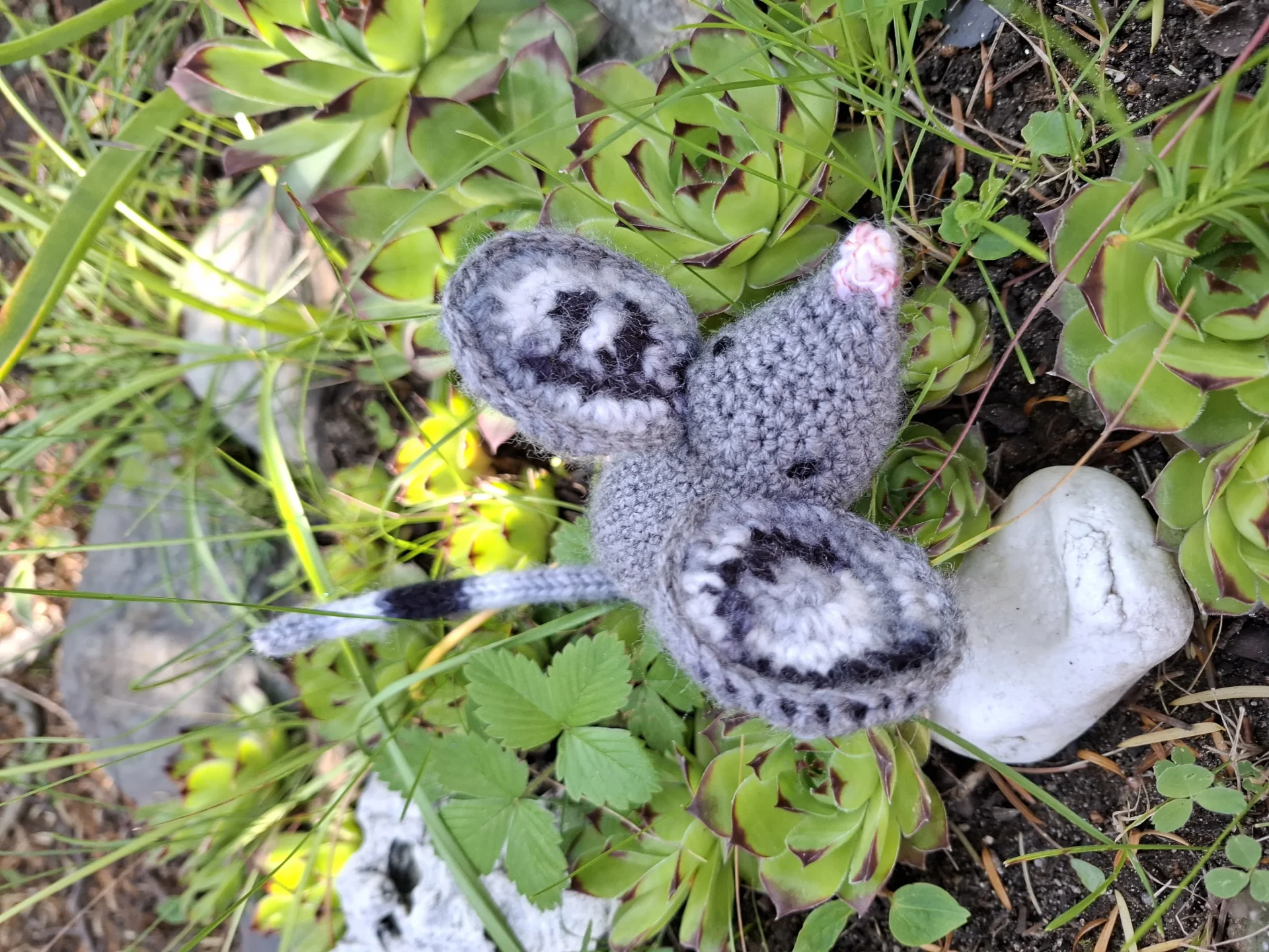 Hačkovaná menšia myš