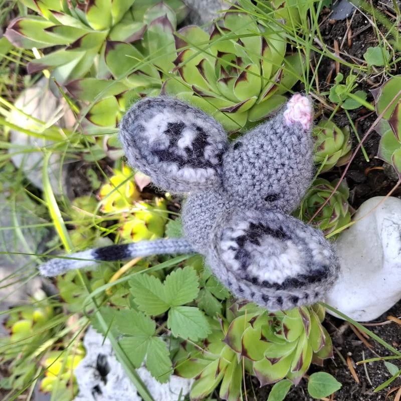 Hačkovaná menšia myš