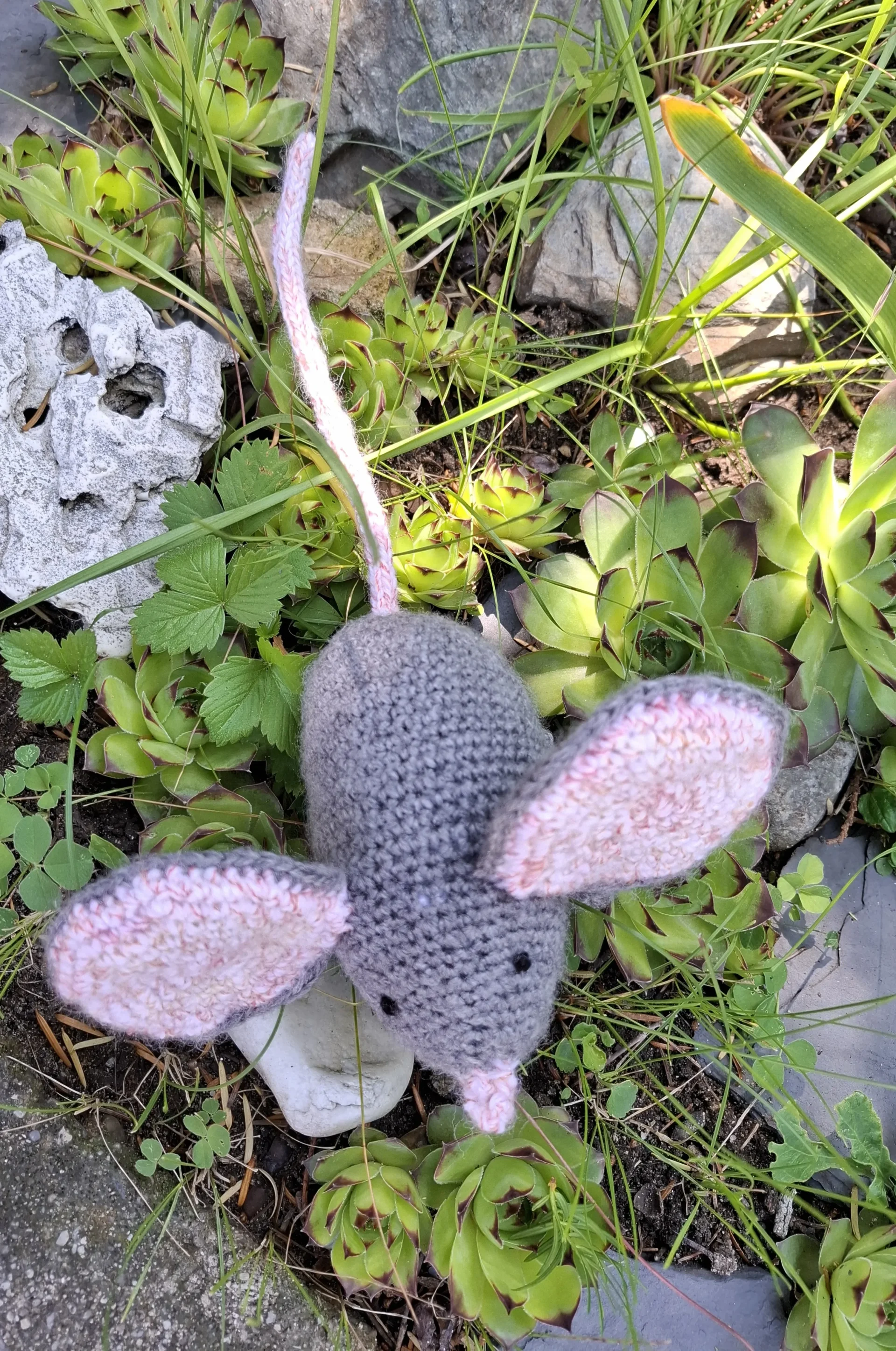 Hačkovaná väčšia myš