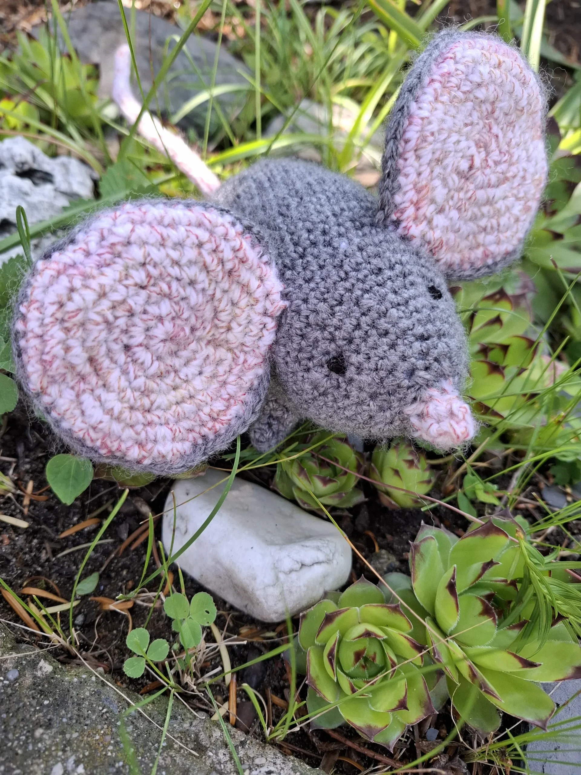 Hačkovaná väčšia myš