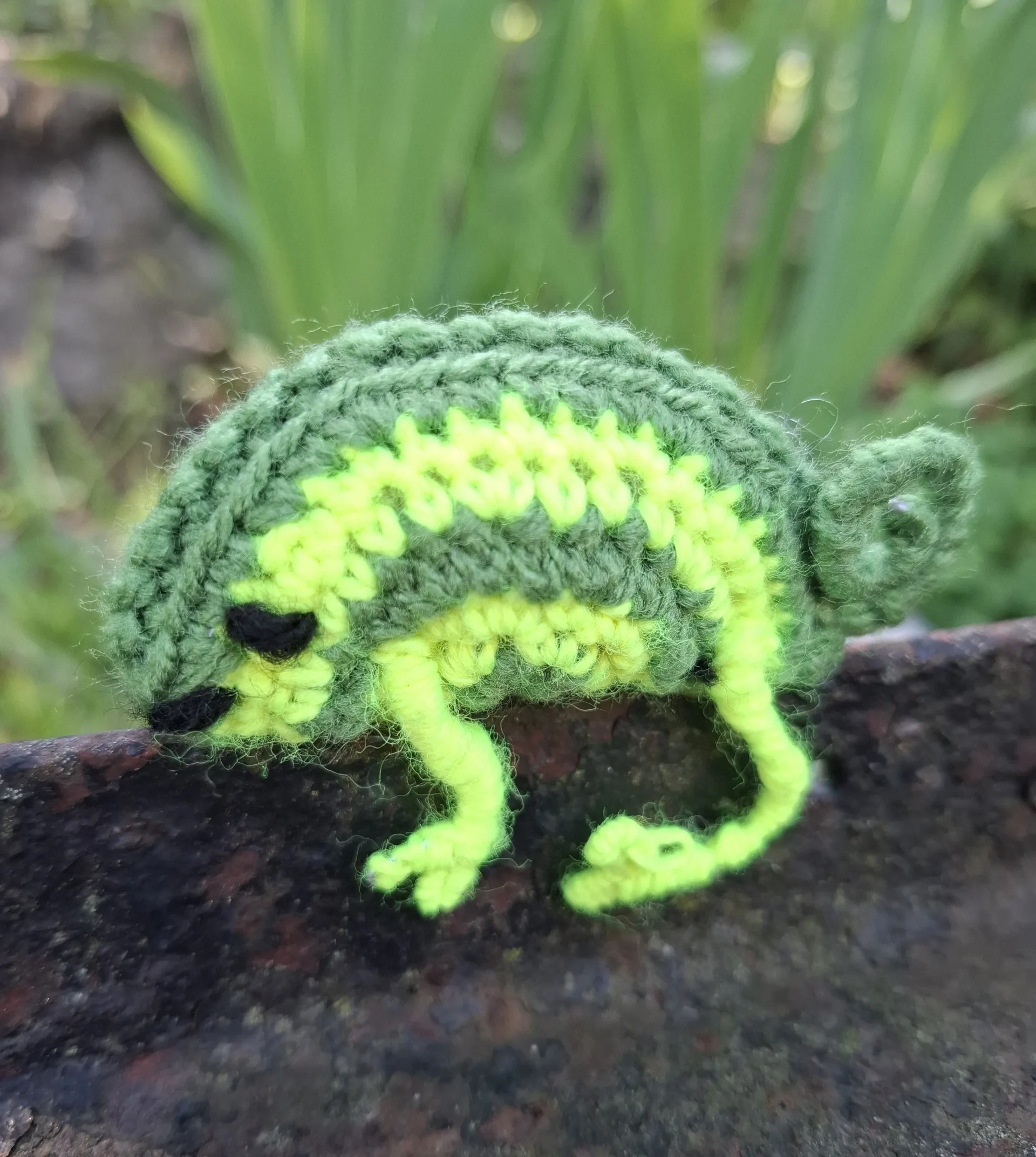 Hačkovaný chameleon