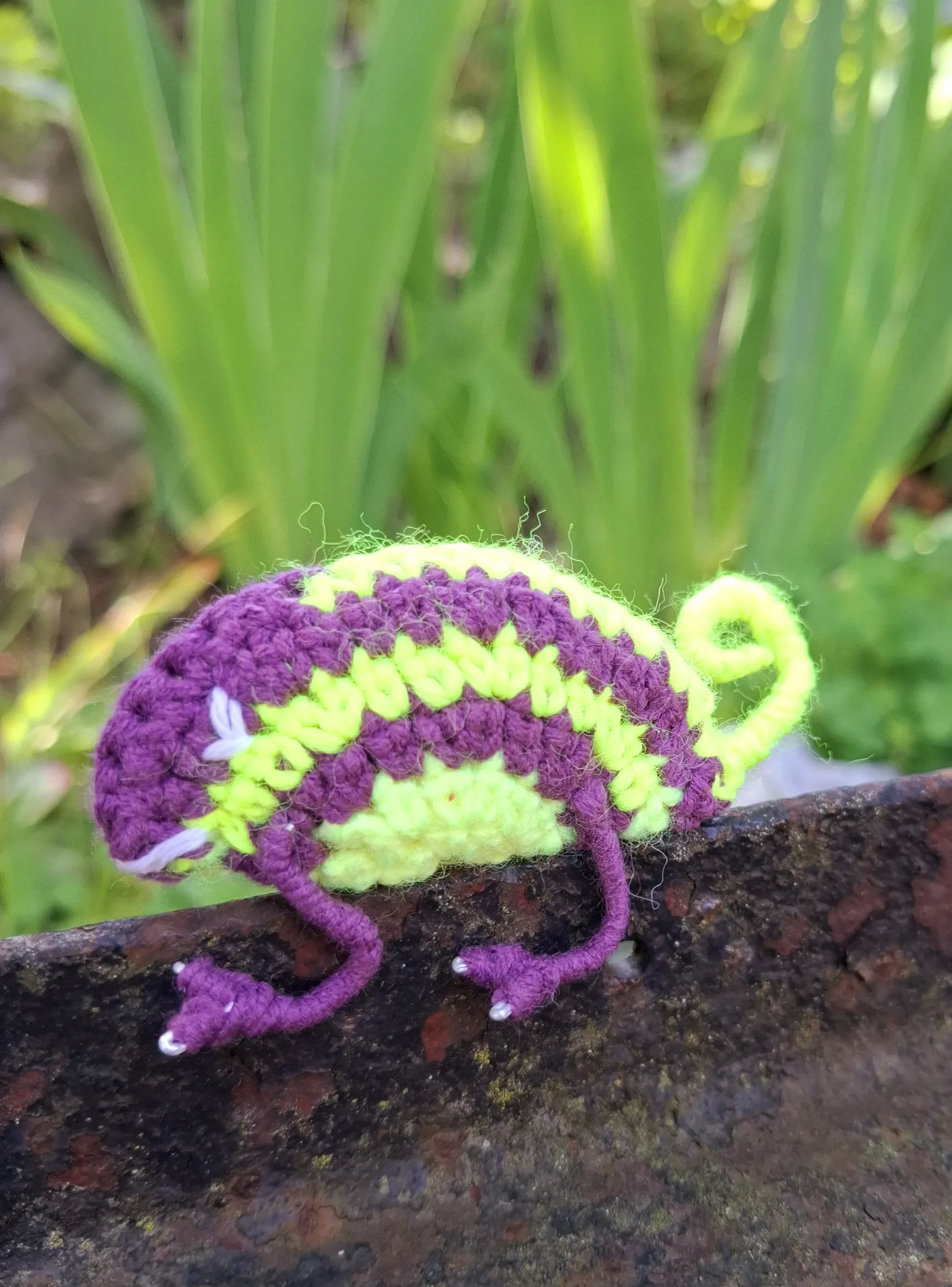 Hačkovaný chameleon